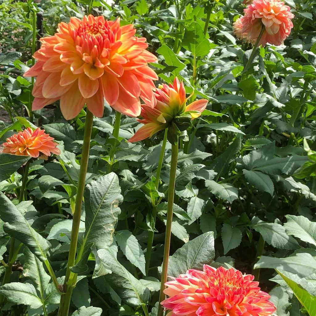 写真 2018-09-24 12 52 21 (1)